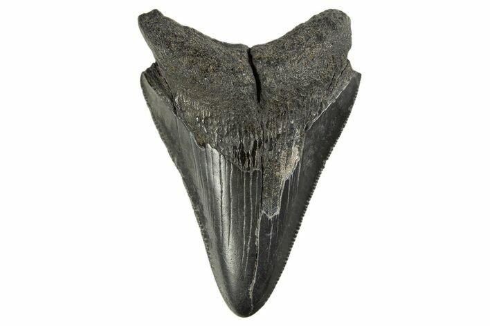 Serrated, Juvenile Megalodon Tooth - South Carolina #312113